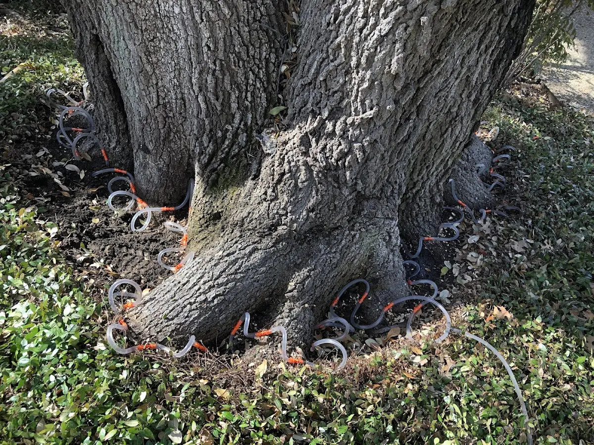 Detailed Tree Cabling and Bracing job site in Ocean Park